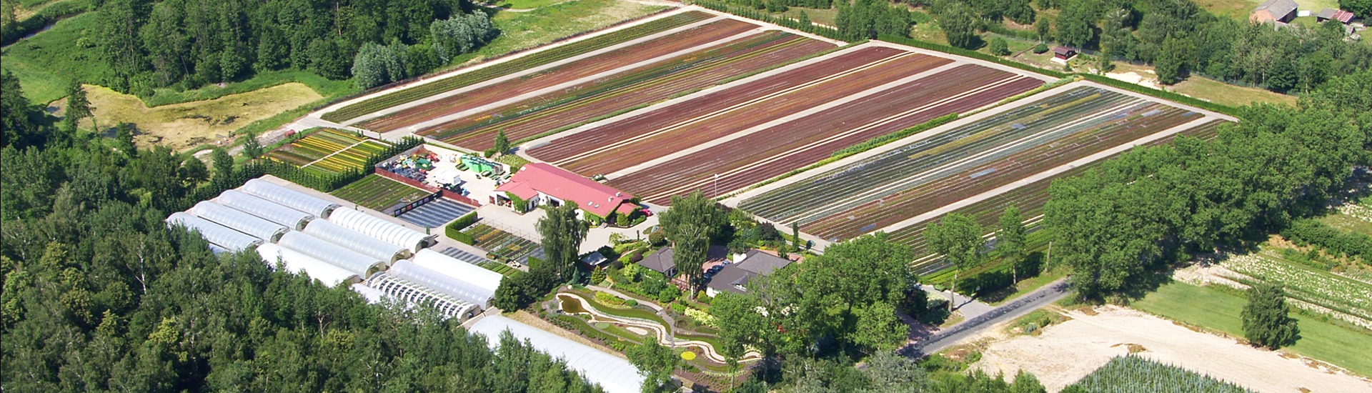Planteskole for lyngplanter, producent af japansk-polsk lyng og azalea frøplanter