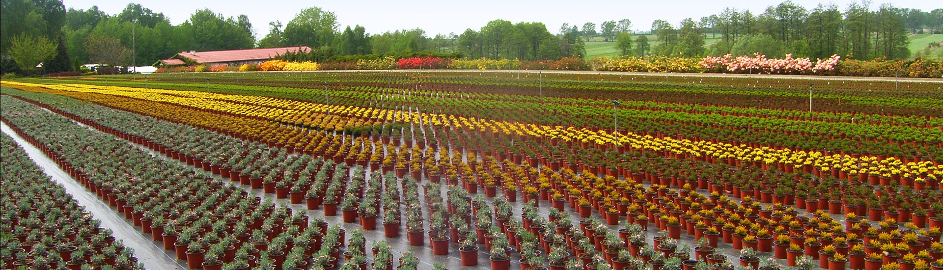 Planteskole for lyngplanter, producent af japansk-polsk lyng og azalea frøplanter