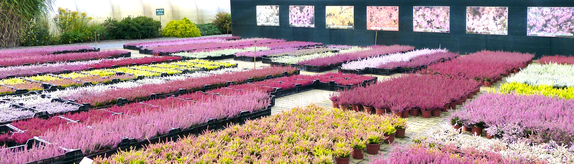 Planteskole for lyngplanter, producent af japansk-polsk lyng og azalea frøplanter