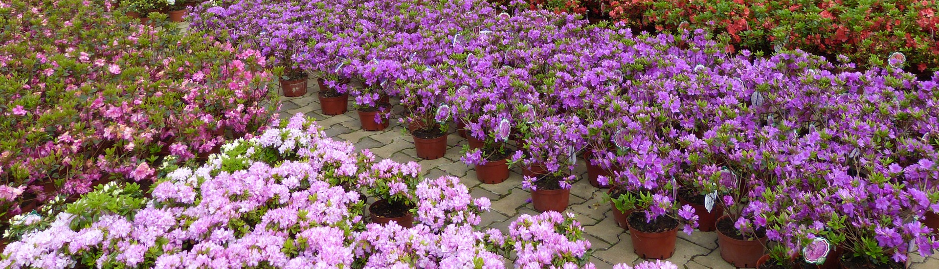 Planteskole for lyngplanter, producent af japansk-polsk lyng og azalea frøplanter