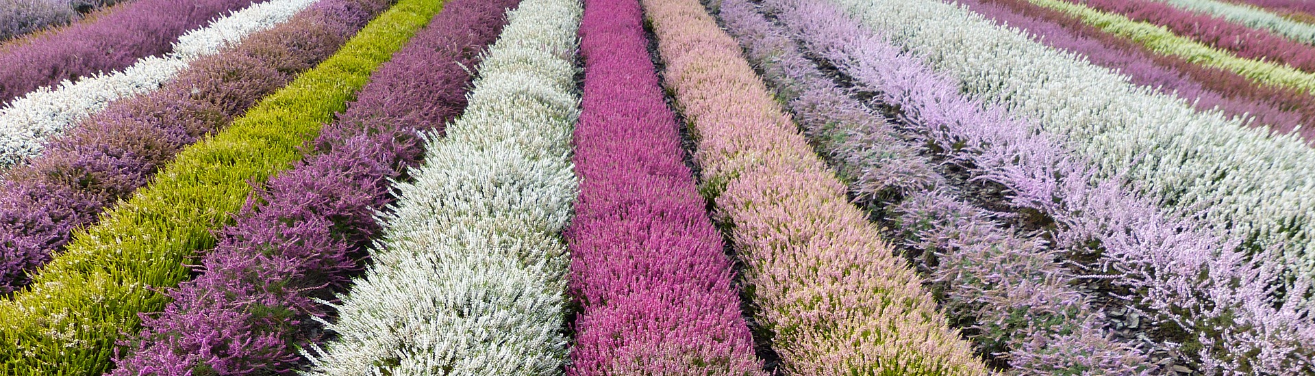 Planteskole for lyngplanter, producent af japansk-polsk lyng og azalea frøplanter