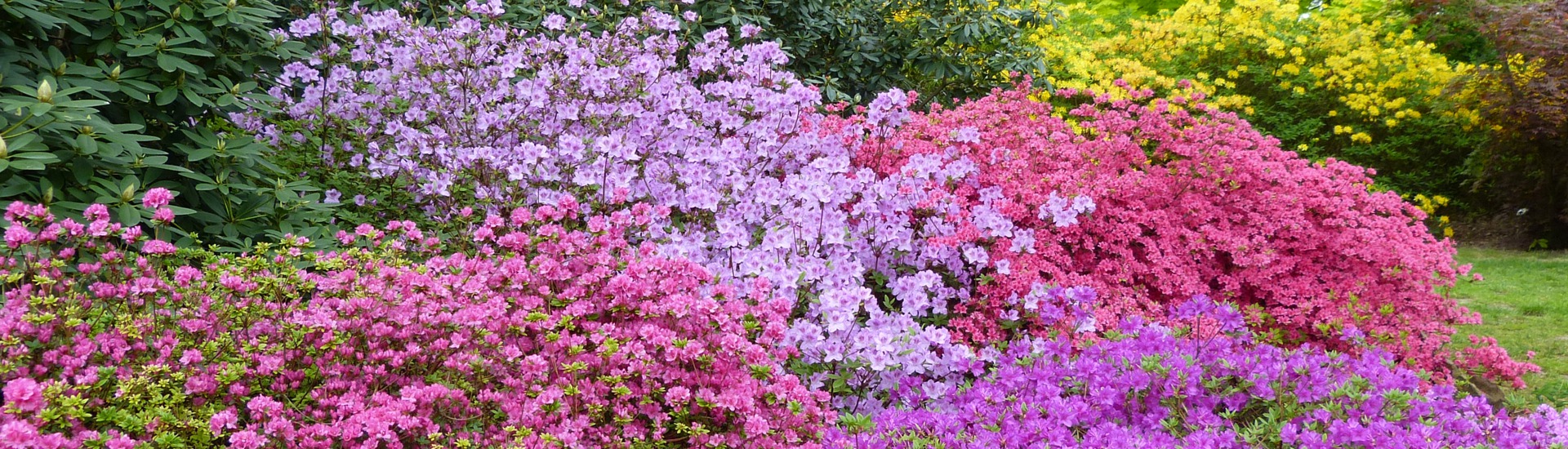 Planteskole for lyngplanter, producent af japansk-polsk lyng og azalea frøplanter