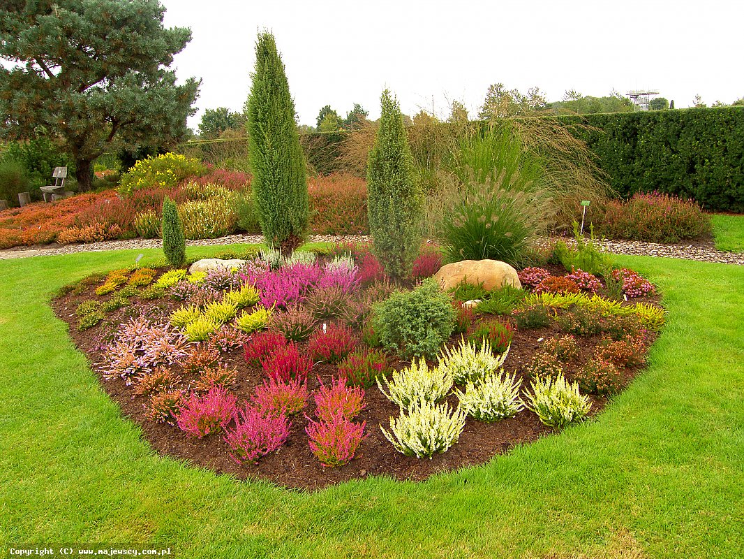 Planteskole for lyngplanter, producent af japansk-polsk lyng og azalea frøplanter Planteskole for lyngplanter, producent af japansk-polsk lyng og azalea frøplanter